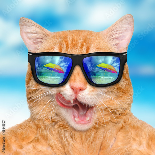 Canvas Print Cat wearing sunglasses relaxing in the sea background