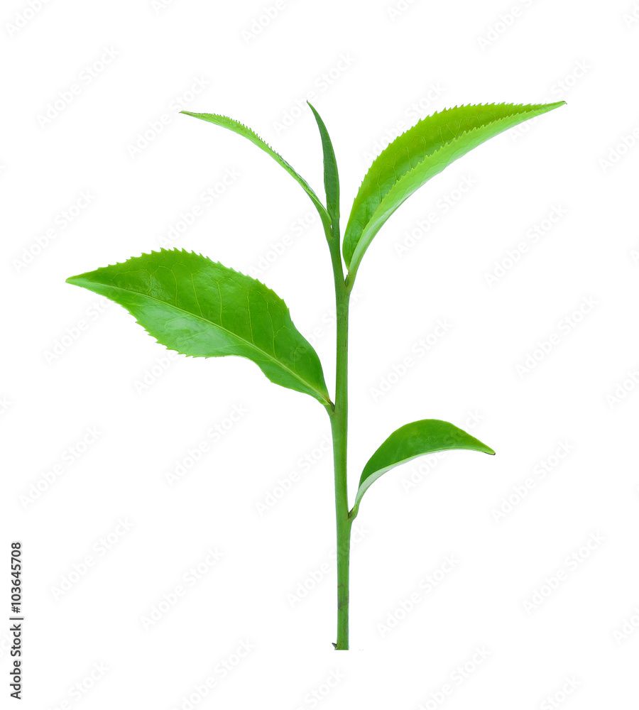 Obraz premium Green tea leaf isolated on white background