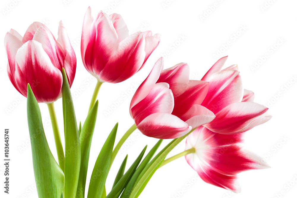 Bouquet of pink tulips.