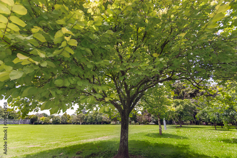 under a young tree in a beautiful park under a young tree in a beautiful park