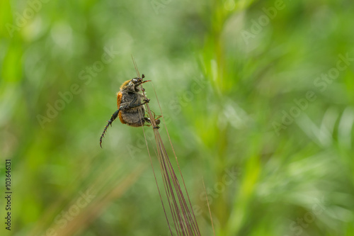 Natural idyll at summer season - fat beetle resting on a spikelet