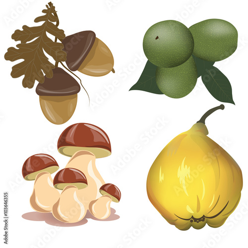 Autumn harvest raw vegetables. Fruit, nuts, mushroom. Vector set