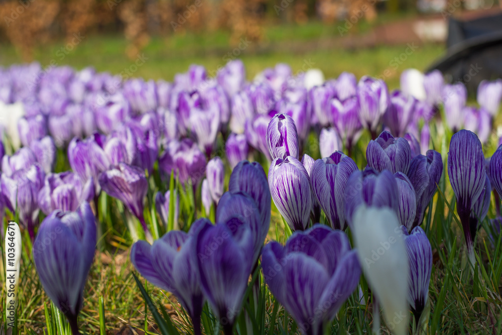 Purple crocuses. Spring landscape. Purple crocuses. Spring landscape.