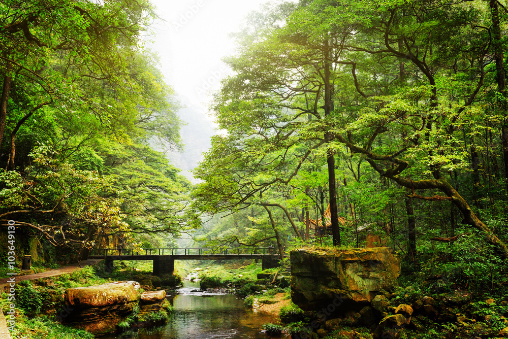 Fototapeta premium Scenic view of bridge over river among beautiful green woods