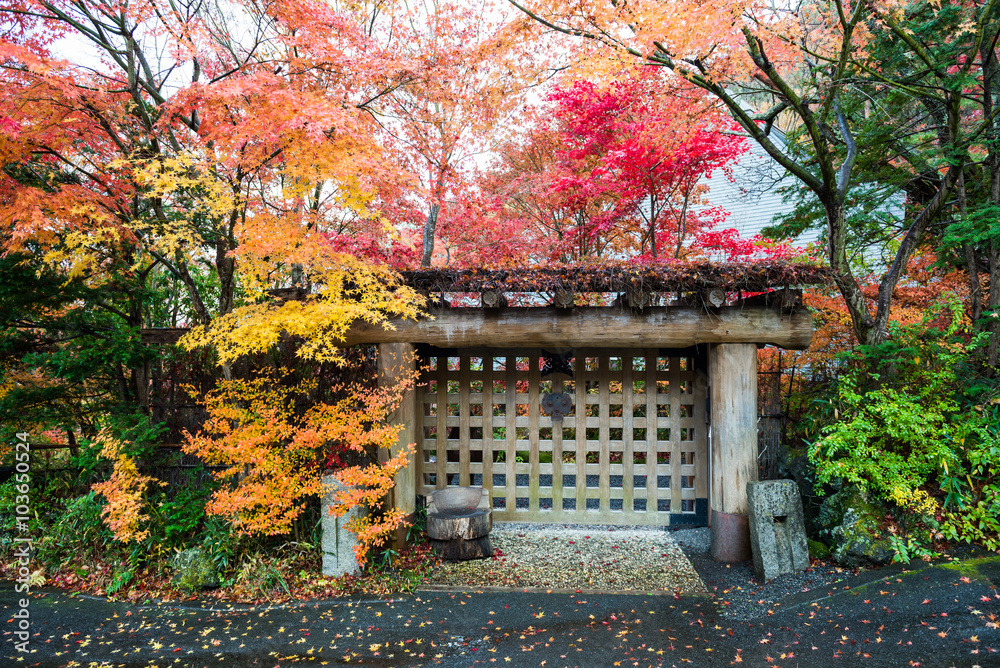 wooden gate fence with colorful autumn maple tree leaves