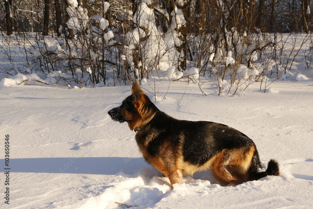 Naklejka premium Собака немецкая овчарка на снегу зимним солнечным днем