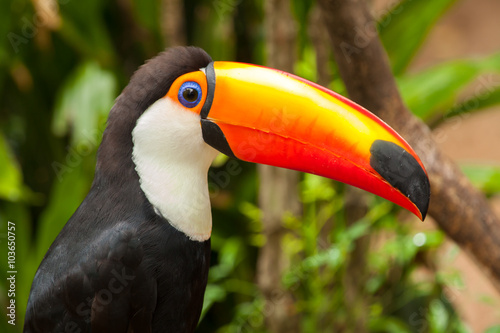 Ramphastos toco - toucan