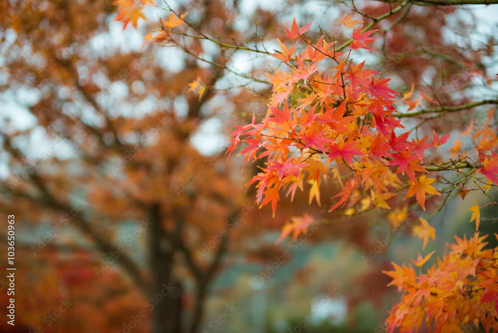 orange red leaves maple tree in autumn, selective focus orange red leaves maple tree in autumn, selective focus