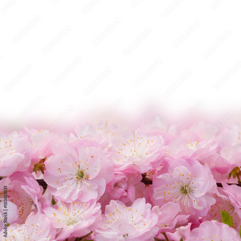 Blossoming pink tree Flowers