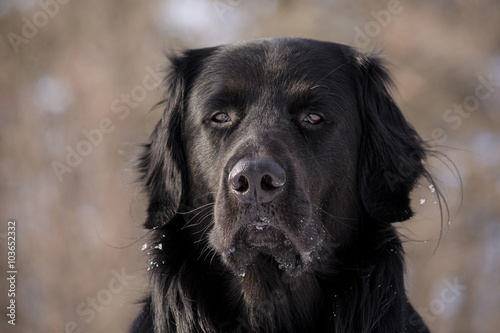 A black Newfoundland and Golden Retriever mix dog looking unexcited. 
 photo