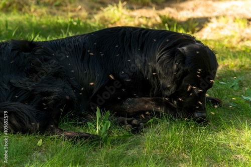 A black Newfoundland and Golden Retriever mixed-breed dog surrounded by swarming mosquitoes.  