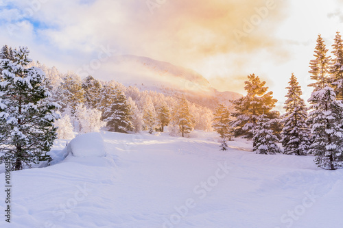 Winter wonderland with Christmas trees at sunrise © Bildgigant