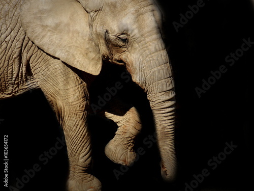 Elephant in dark