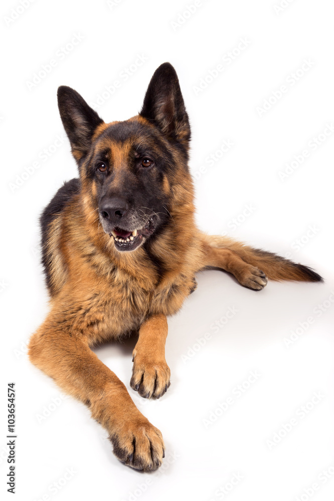 German shepherd portrait