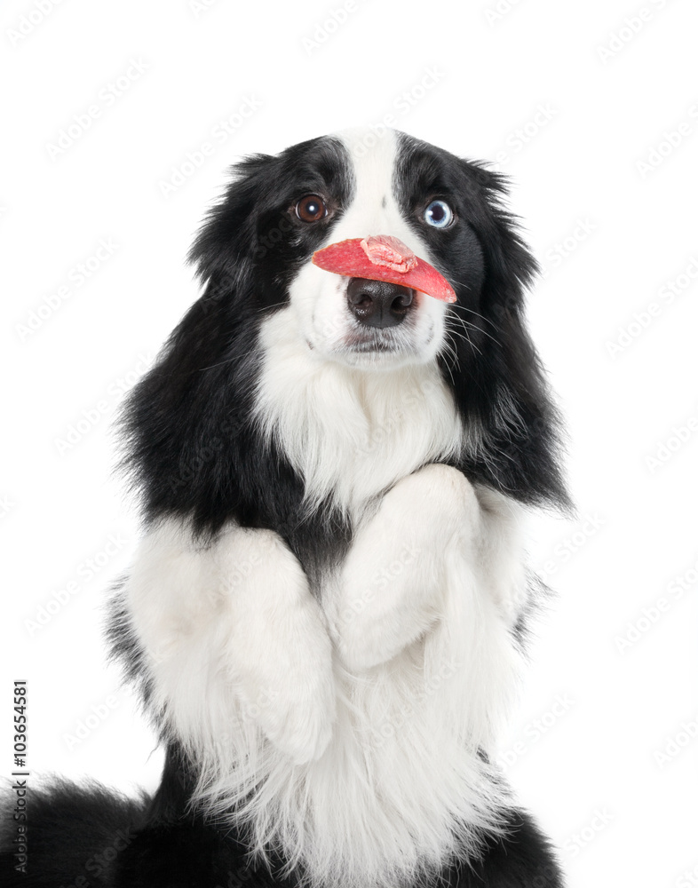 A dog sitting with folded paws and holding a piece of sausage and meat on its nose