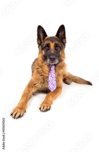 German shepherd portrait with a tie