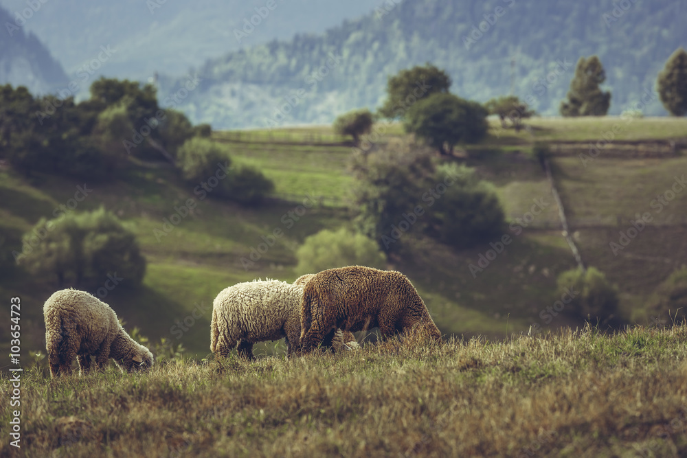 Obraz premium Flock of lambs grazing on a mountain pasture in spring, in Transylvania region, Romania.