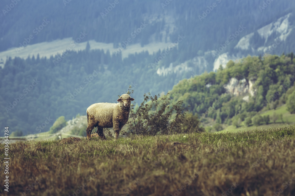 Fototapeta premium One curious stray sheep on a mountain pasture in spring, in Transylvania region, Romania.