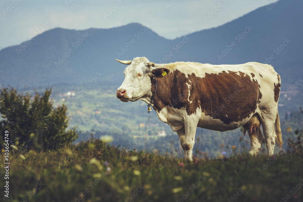 Brown spotted Dutch breed cow with bell on a meadow in Transylvania, Romania. Ecological livestock breeding. Brown spotted Dutch breed cow with bell on a meadow in Transylvania, Romania. Ecological livestock breeding.