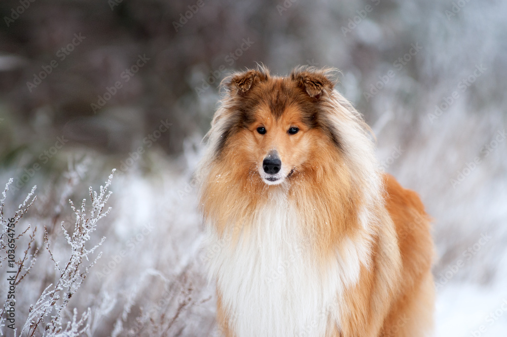 Portrait of a beautiful red fluffy dog collie on the background of the winter forest. Dog standing on the grass covered with frost - obrazy, fototapety, plakaty 