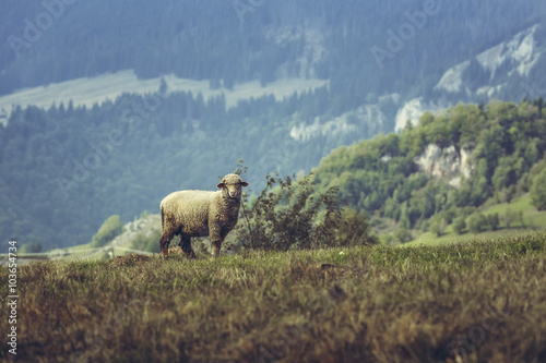 One curious stray sheep on a mountain pasture in spring, in Transylvania region, Romania.