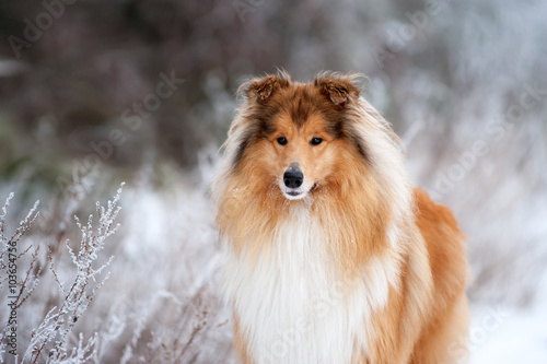 Portrait of a beautiful red fluffy dog collie on the background of the winter forest. Dog standing on the grass covered with frost photo