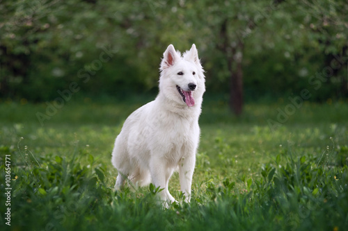 Beautiful fluffy white Swiss Shepherd. The dog stands in a field on a green background blurred garden.