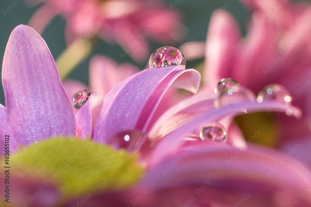 Margaritas con gotas de agua que reflejan flores Stock Photo | Adobe Stock Margaritas con gotas de agua que reflejan flores Stock Photo | Adobe Stock