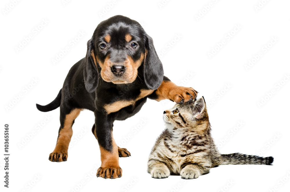 Puppy breed Slovakian Hound standing with paw on the head of a cat Scottish Straight