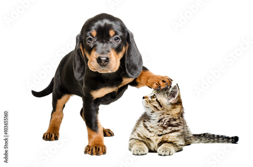 Puppy breed Slovakian Hound standing with paw on the head of a cat Scottish Straight