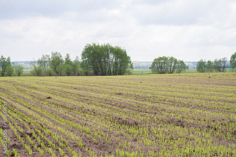 Wiosna na wsi i wschodzące zboże na polu