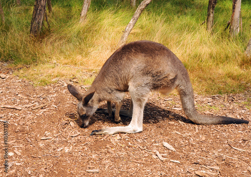 Kangaroo