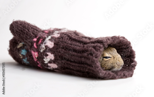 mouse in mitten