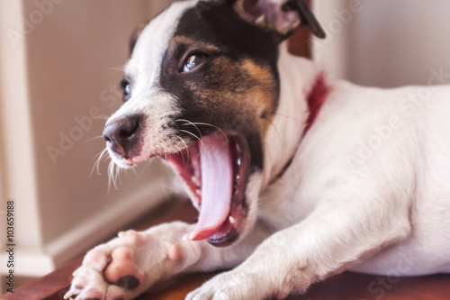 Puppy yawn.