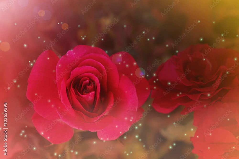 Abstract love concept background sweet red rose in romantic drea Abstract love concept background sweet red rose in romantic drea
