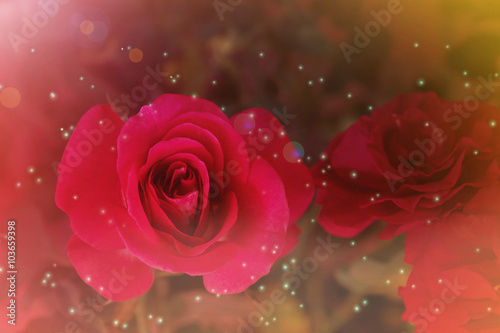 Abstract love concept background sweet red rose in romantic drea
