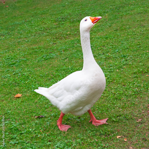 A white goose on green grass.