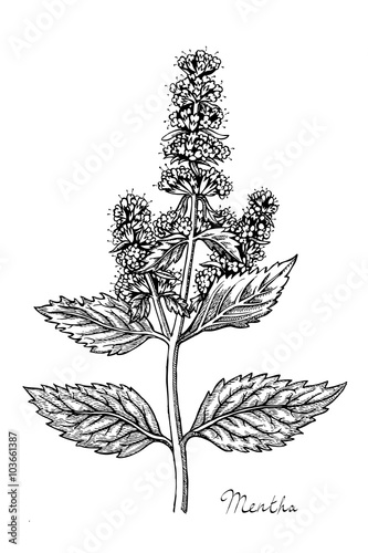 Peppermint herb with leaves and flowers, hand drawn vector illustration