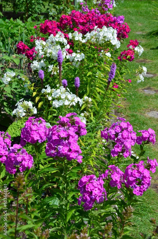 Phlox flowers colorful summer garden