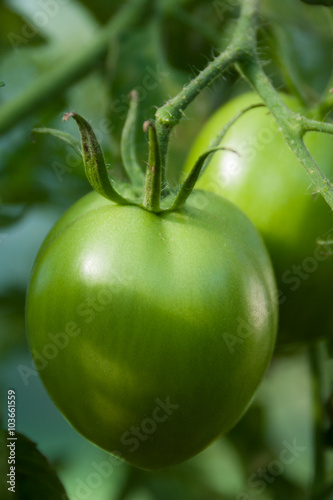 An unripe green tomato on a branch
