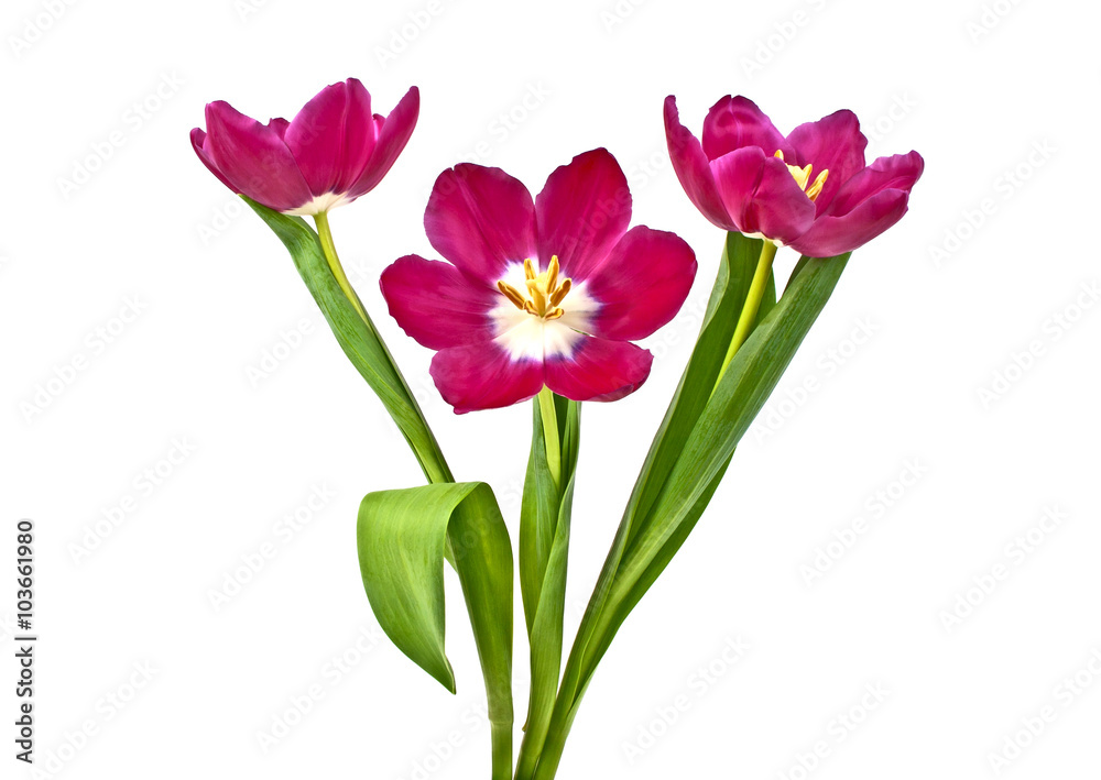 Tulip flowers isolated on white background Tulip flowers isolated on white background