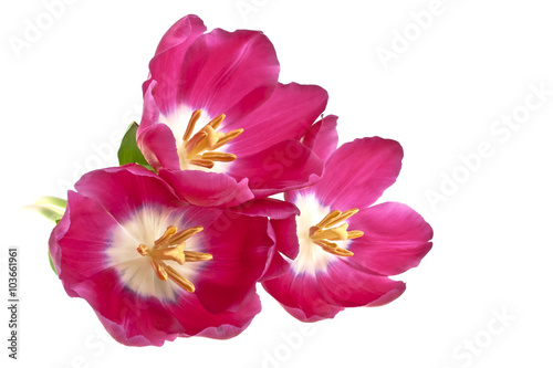 Tulip flowers isolated on white background