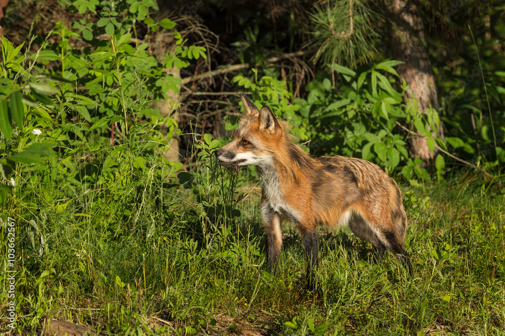 Red Fox Vixen (Vulpes vulpes) With Piece of Meat