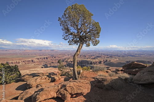 Lone Tree Panorama