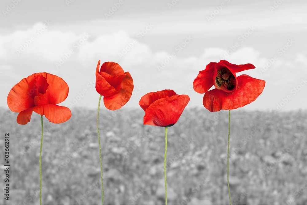 Obraz premium Poppy.