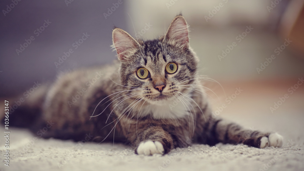 Striped domestic cat with yellow eyes Striped domestic cat with yellow eyes