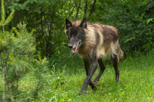 Black Phase Grey Wolf (Canis lupus) Trots Forward © geoffkuchera