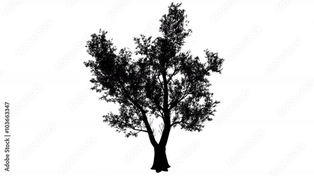 Red Gum Eucalyptus Silhouette Of Animated Tree Large Dense Crown Of red-gum-eucalyptus-silhouette-of-animated-tree-large-dense-crown-of