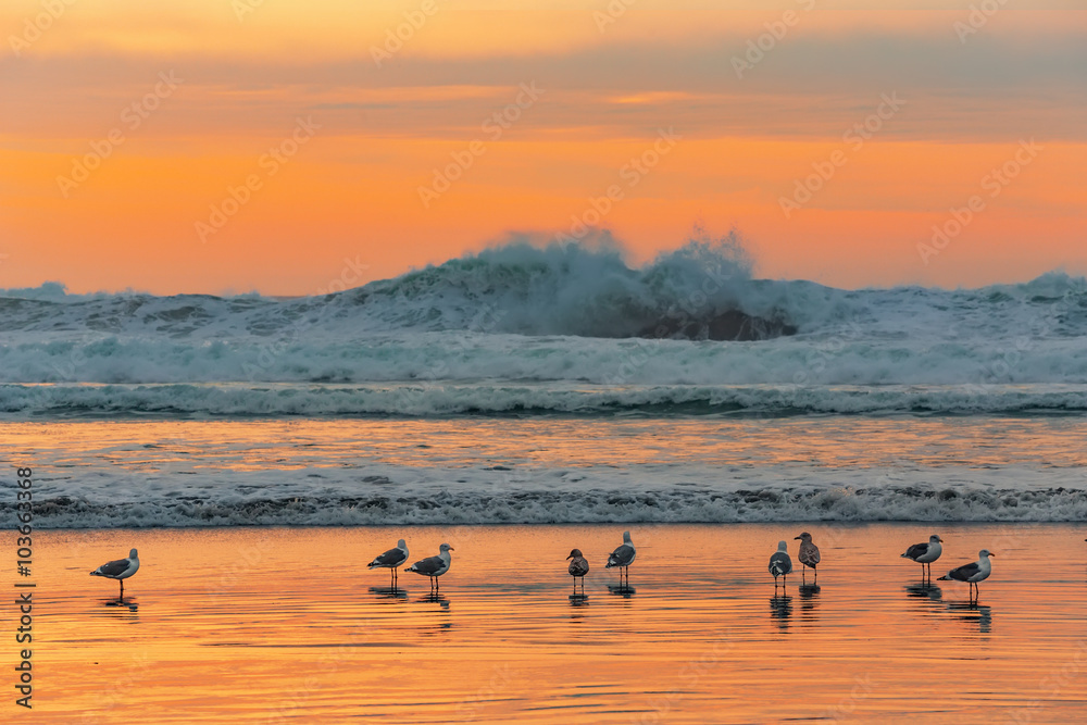 Naklejka premium Gulls on the beach in the rays of the setting orange sun against the backdrop of stormy ocean
