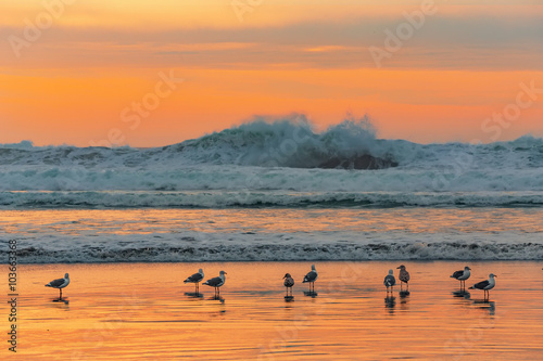 Gulls on the beach in the rays of the setting orange sun against the backdrop of stormy ocean
